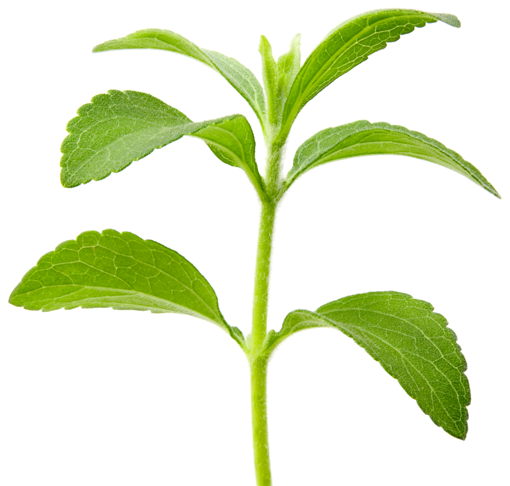 Stevia blad