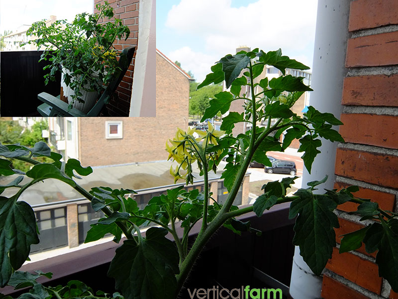 Tomaten kweken op balkon
